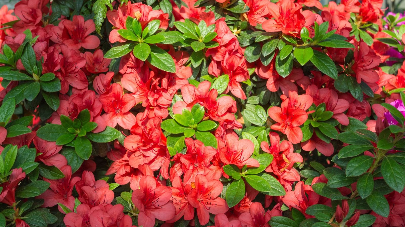 An overhead and close-up shot of a composition of vibrant red flowers basking in bright sunlight outdoors