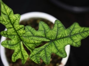 An overhead and close-up shot of a couple of green leaves of the alocasia jacklyn, placed in a small white pot, in a well lit area