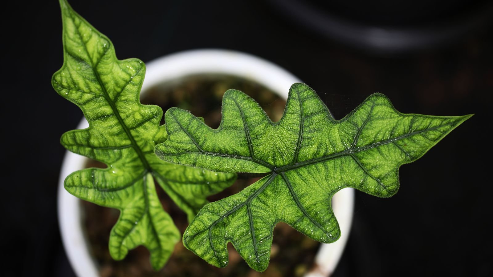 An overhead and close-up shot of a couple of green leaves of the alocasia jacklyn, placed in a small white pot, in a well lit area