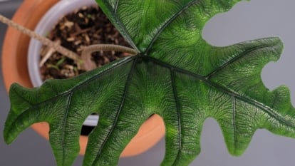 An overhead and close-up shot of a large green leaf of a houseplant, placed on a pot in a well lit area indoors