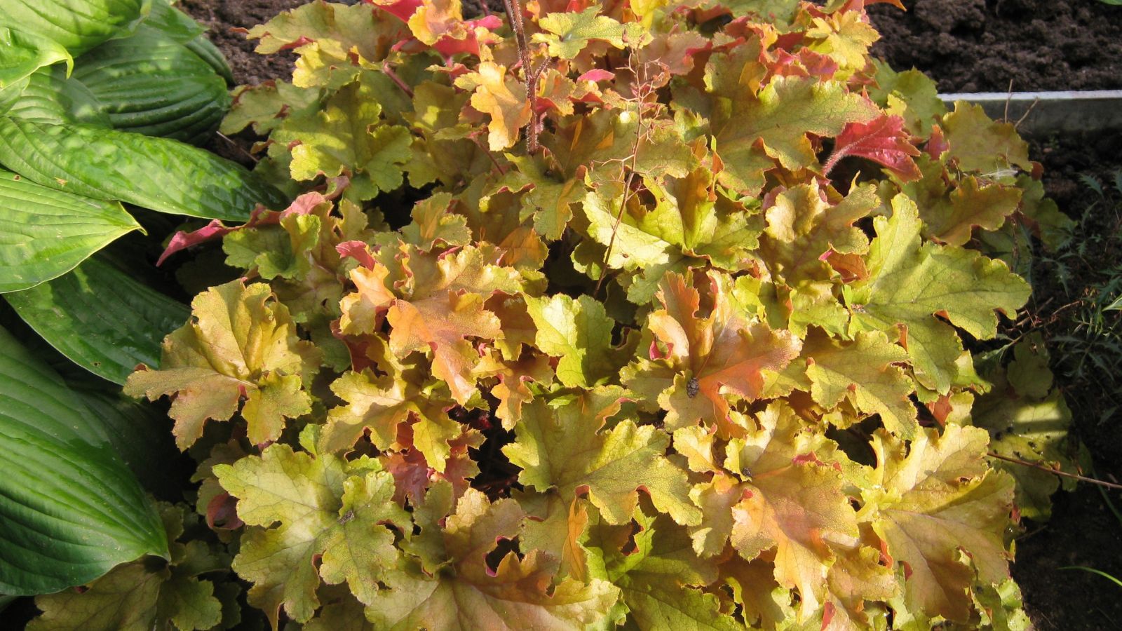 An overhead and close-up shot of a small mound of golden leaves of the heuchera plant, all situated in a well lit area outdoors