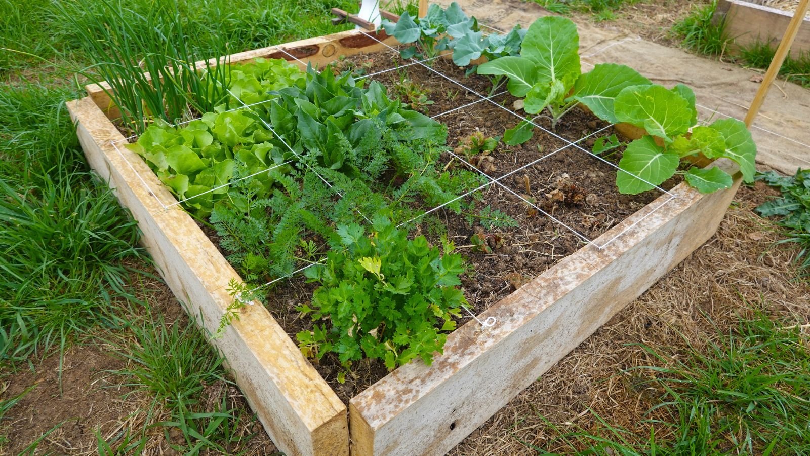An overhead and close-up shot of a small raised bed with various crops, all situated in a well lit area outdoors