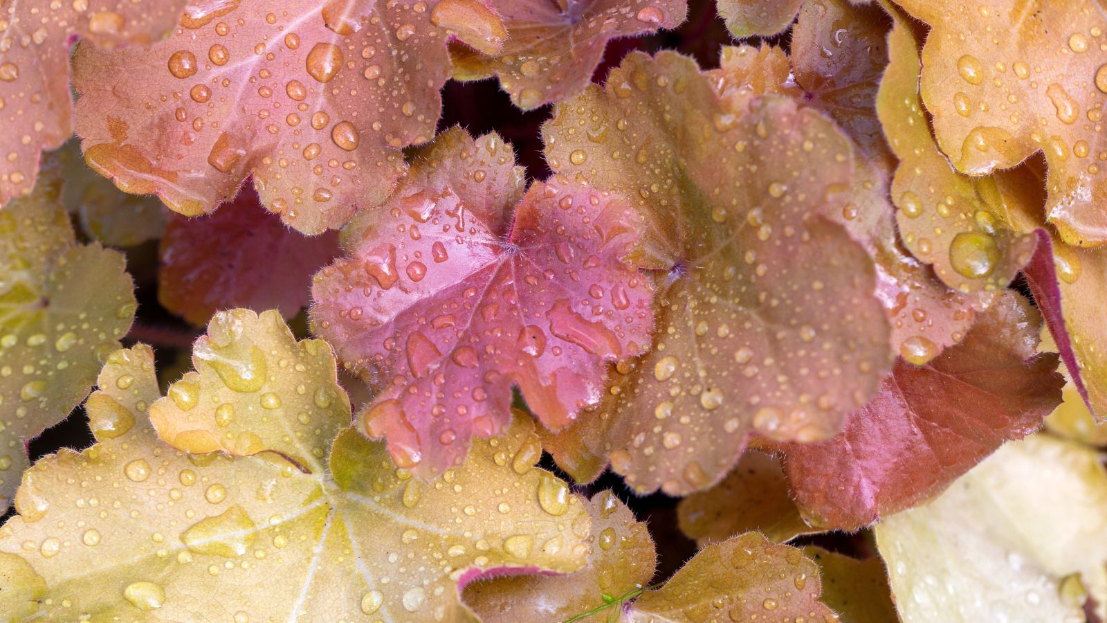 An overhead and close-up shot of golden apricot leaves of the heuchera, covered in droplets of water in a well lit area