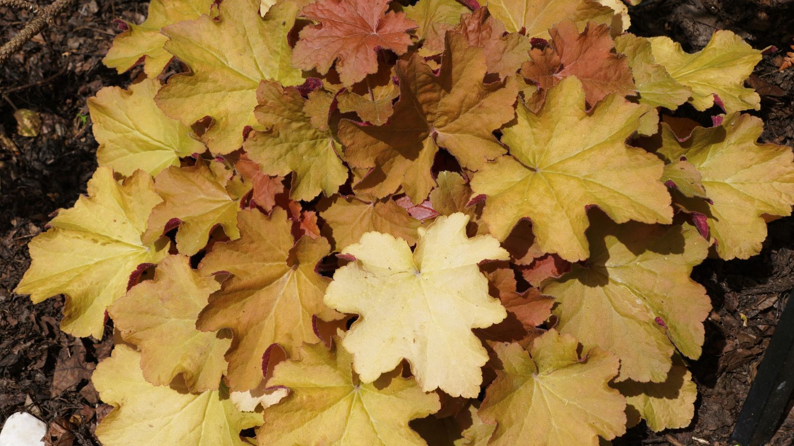 An overhead and close-up shot of honey, gold, apricot colored, low-growing leaves, all situated in a well lit area outdoors