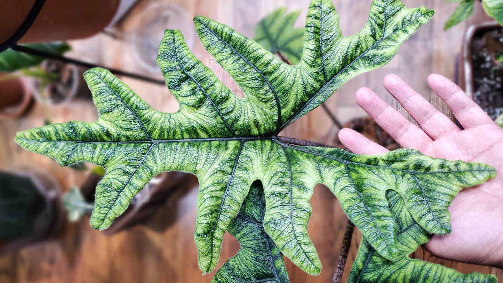 An overhead and close-up shot of light-green leaves with dark veins of a houseplant, with a person's hand in the process of inspecting it
