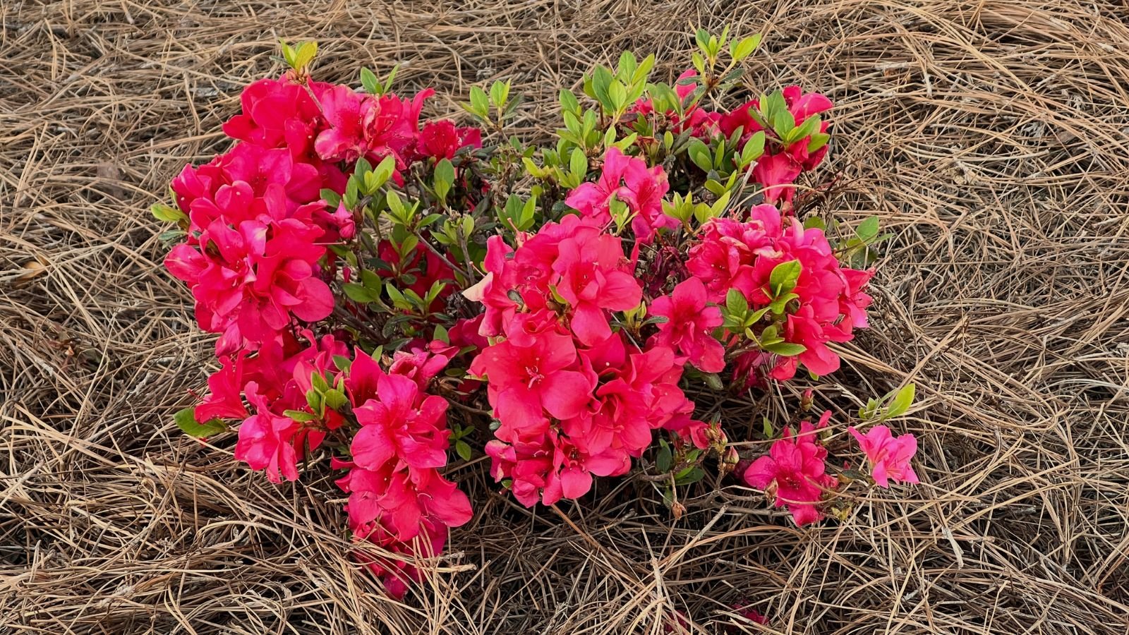 An overhead and close-up shot of newly transplanted compact flowers in mulched ground, all situated in a well lit area outdoors