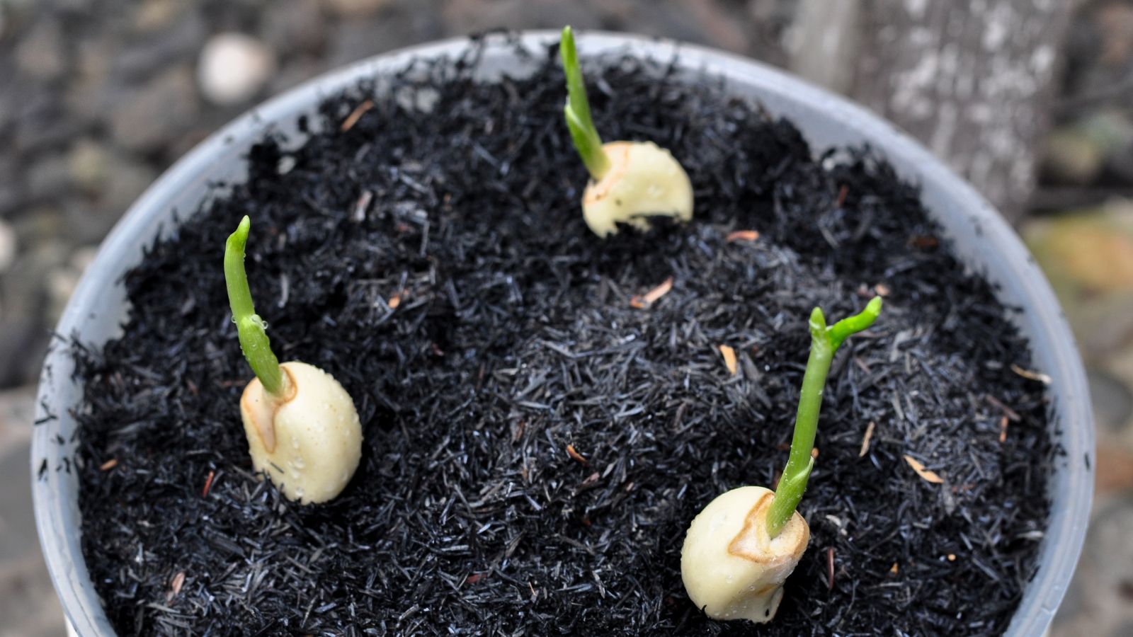 An overhead and close-up shot of several sprouted cloves of an allium crop placed in a planter in a well lit area