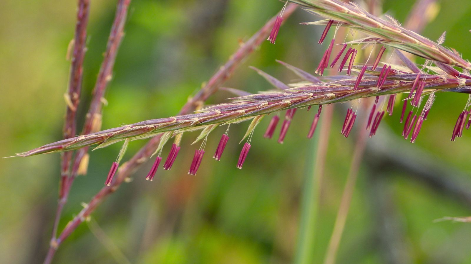 A closeup shot of red Andropogon gerardii ‘Red October’ appearing to have pieces of seeds still attached to the stems