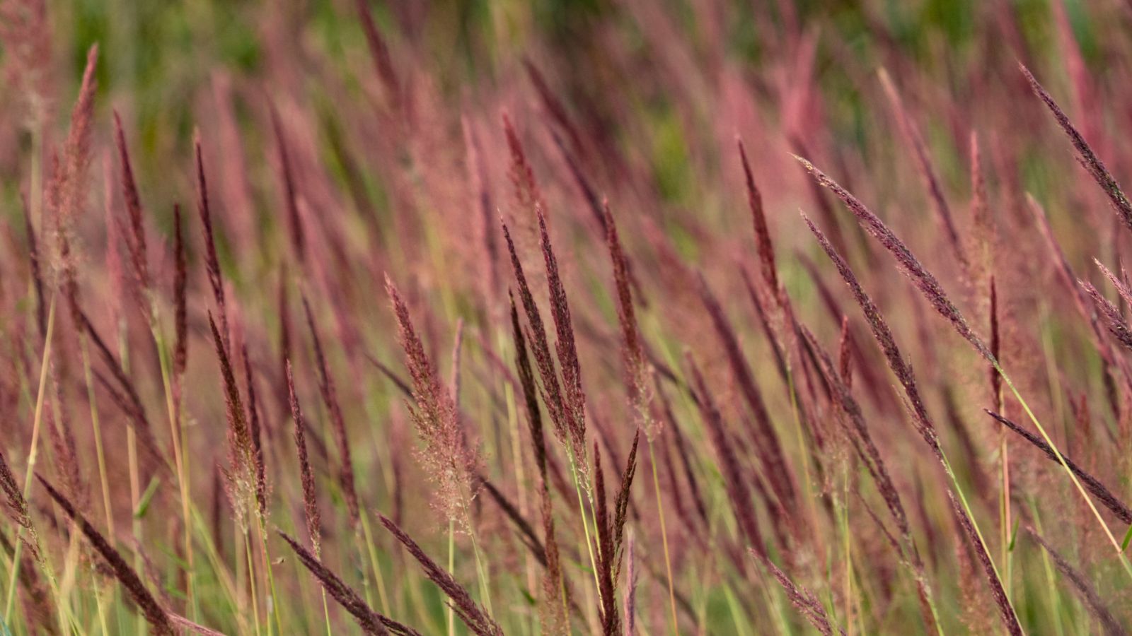 A lovely field full of Andropogon gerardii ‘Red October’ grass looking red under the warm sunlight