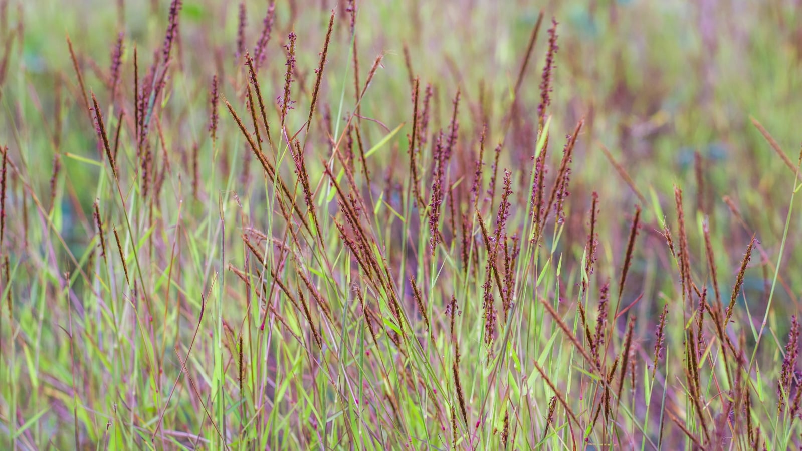 Clumps of tall, upright stems with slender green leaves display feathery tan flower plumes, some tipped with deep reddish hues, creating a textured prairie-like appearance.