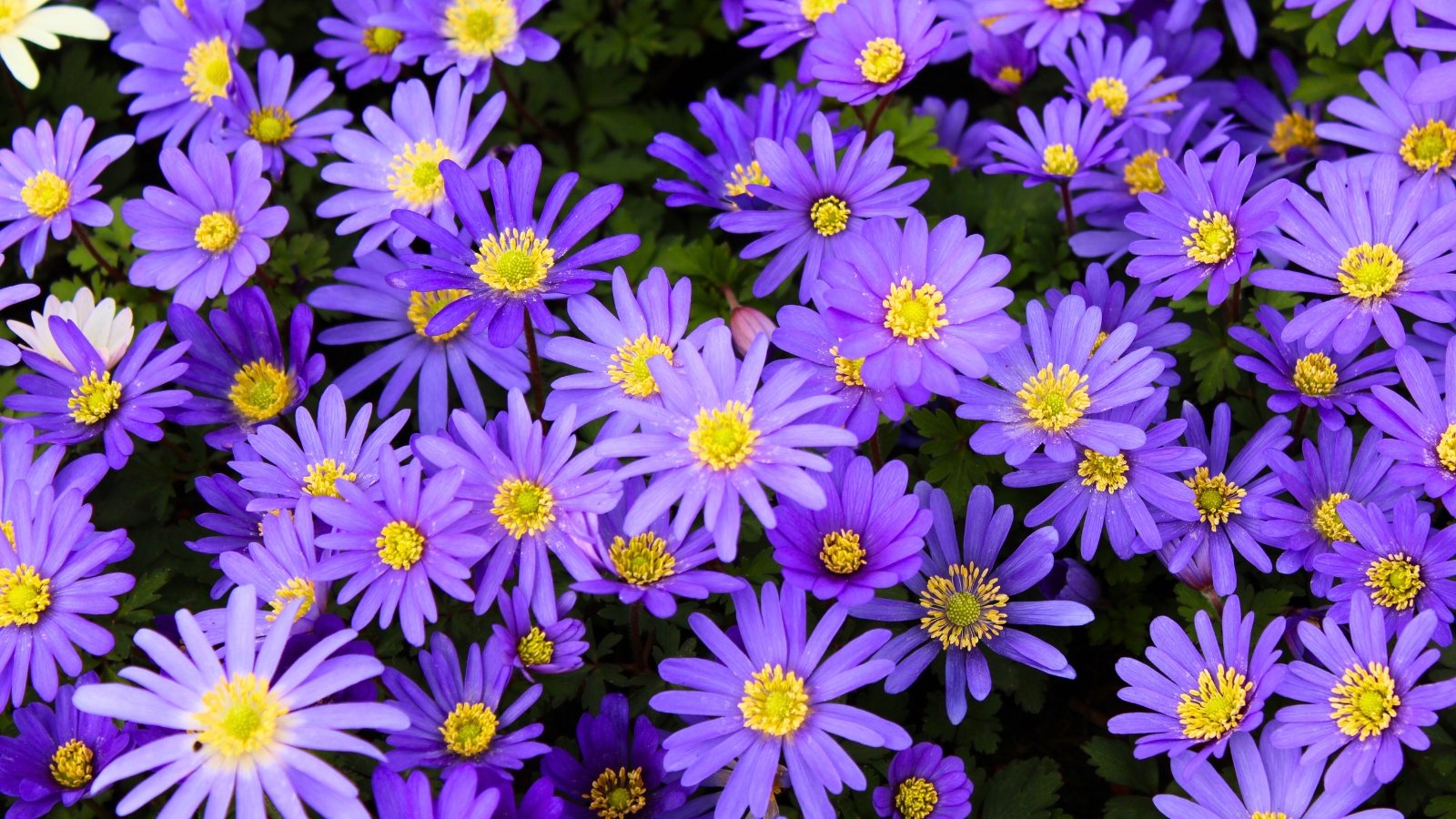 A close grouping of daisy-like flowers displays numerous narrow, bright violet-blue petals radiating from prominent yellow central discs.