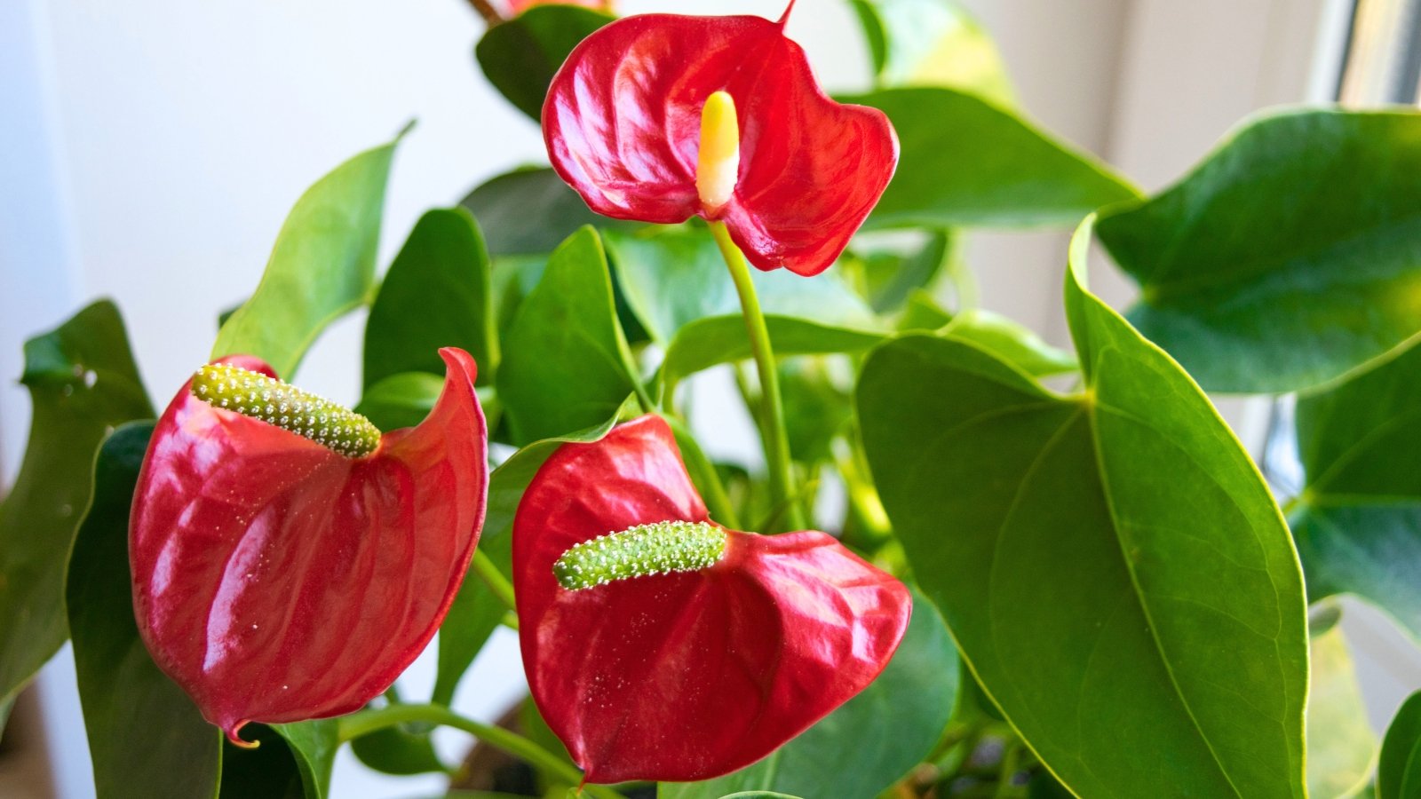 Heart-shaped, glossy, brilliant red modified leaves, each with a curled, finger-like yellow-green spike, rise on slender stems.