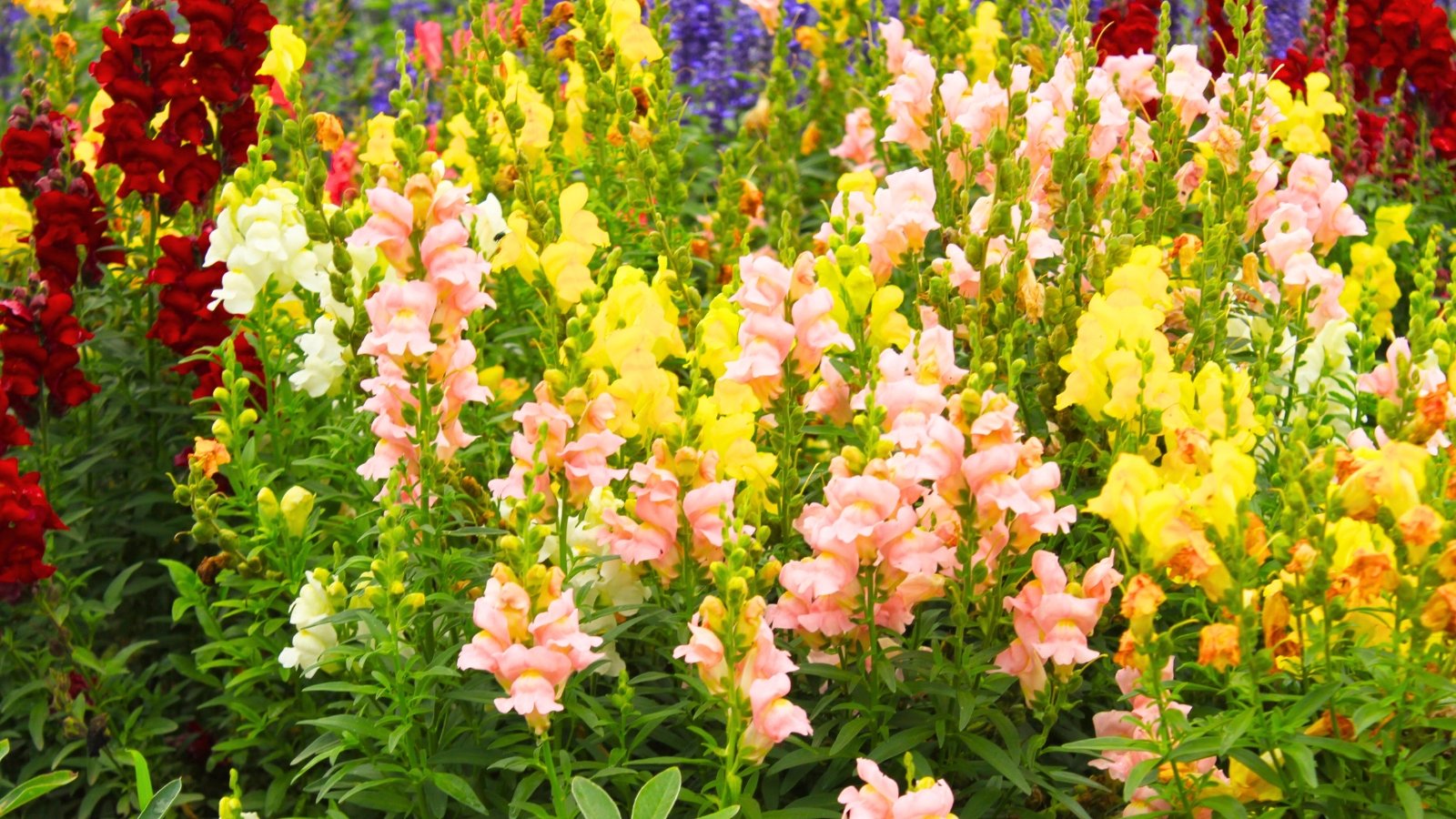 Tall, dense spikes of tubular flowers in shades of yellow, pink, and white bloom above thick, upright green stems and foliage.
