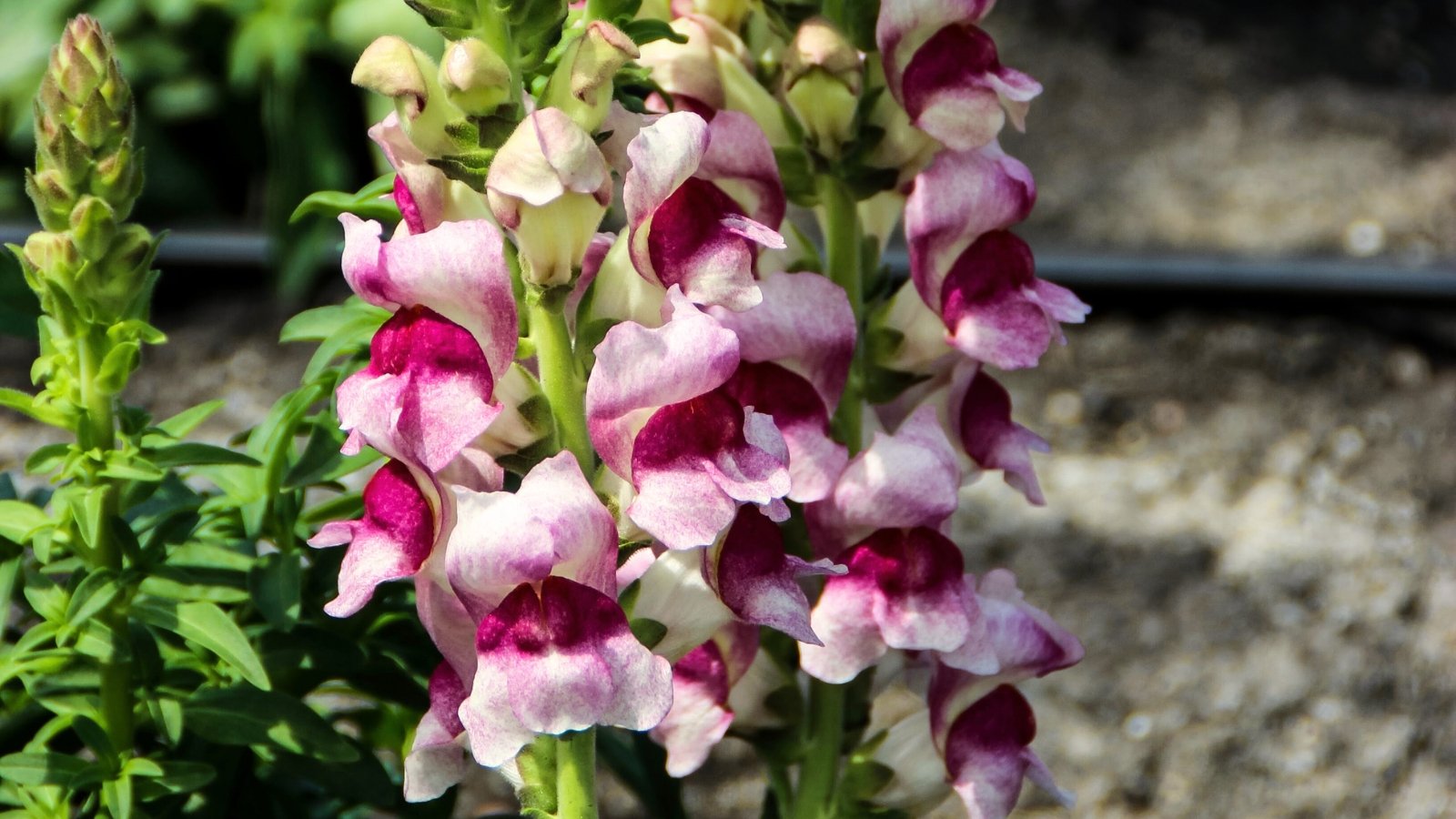 Upright stems display clusters of bicolored snapdragon flowers, with creamy white petals adorned with cherry red markings and yellow throats. 