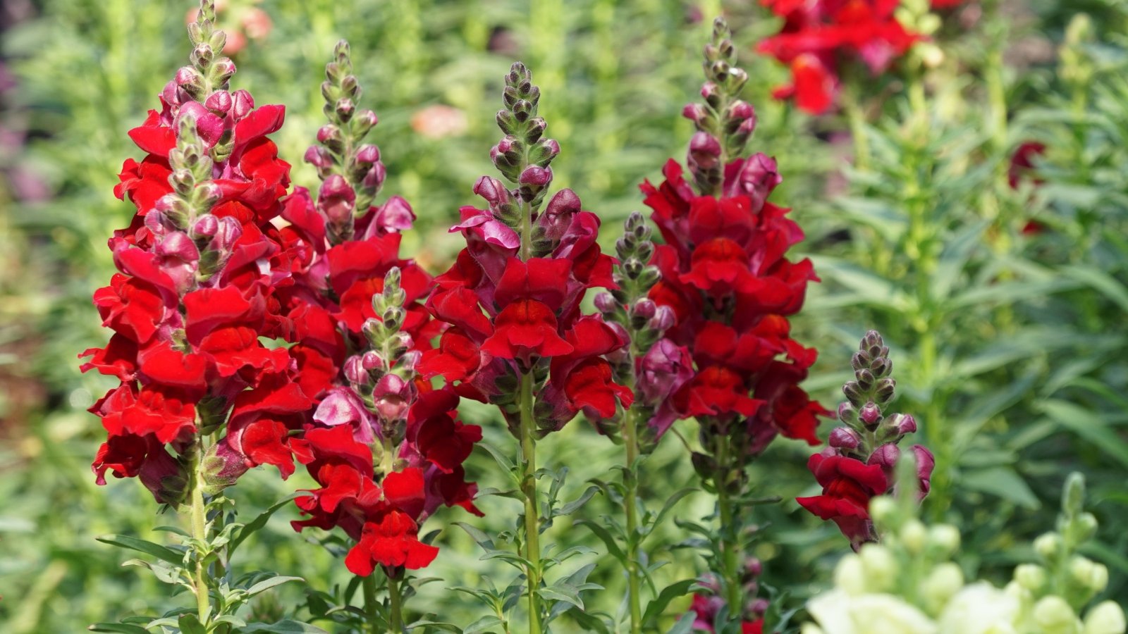 Clusters of large, fiery scarlet to orange-red tubular flowers with ruffled petals bloom densely along sturdy, upright stems, complemented by lance-shaped green leaves.

