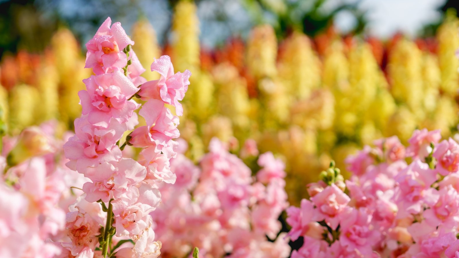 Double pink tubular flowers with ruffled petals cluster densely along tall green stems, contrasted by slender, bright green leaves.
