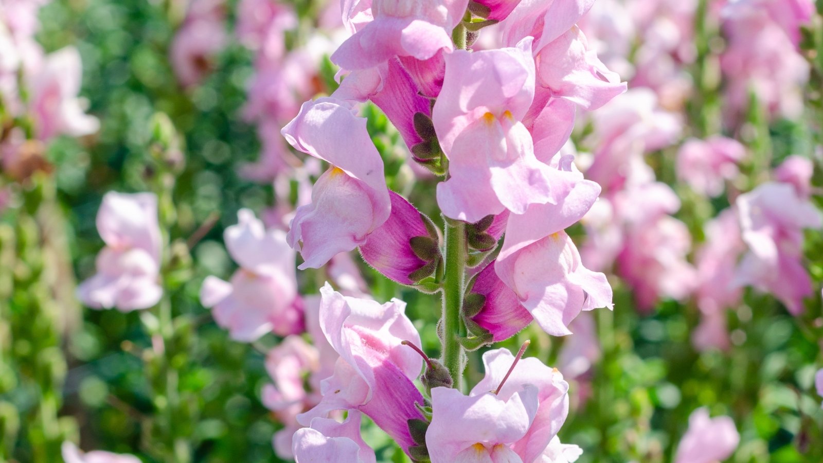 Clusters of soft lavender tubular flowers with pale yellow throats emerge from lance-shaped green leaves.