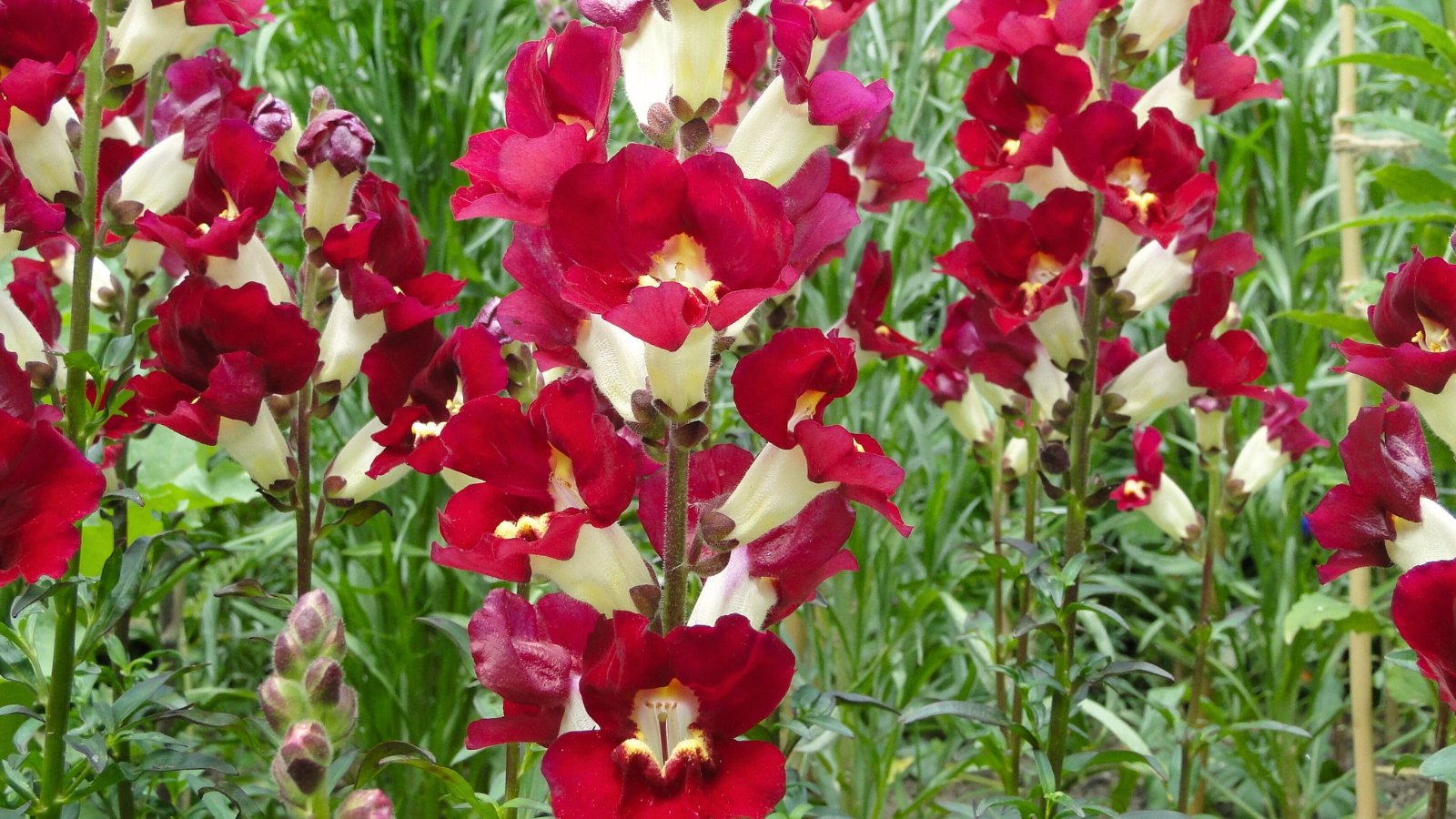 Upright stems display clusters of striking flowers in contrasting deep burgundy and bright white, creating a dramatic two-toned effect against green foliage.