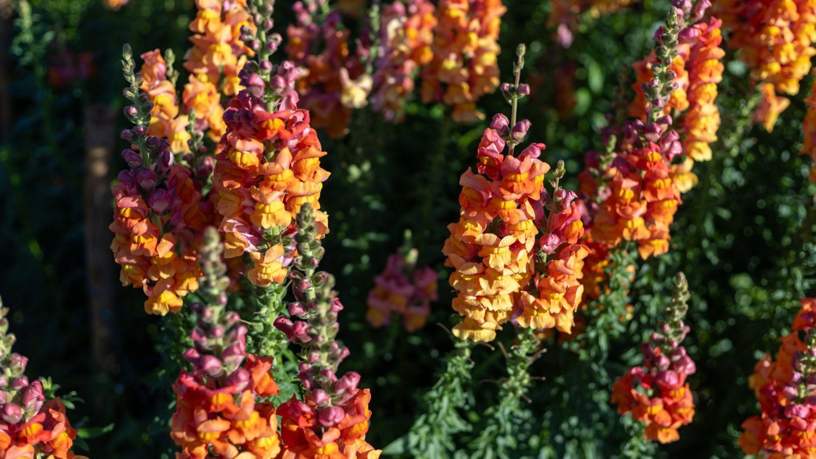 Spikes of bright orange, tubular flowers with ruffled petals rise above lance-shaped green leaves, creating a vivid and cheerful display.
