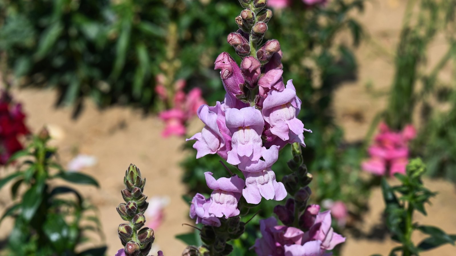 Upright stem is covered with spikes of soft lavender flowers with pale yellow throats, surrounded by slender green leaves along the stems.