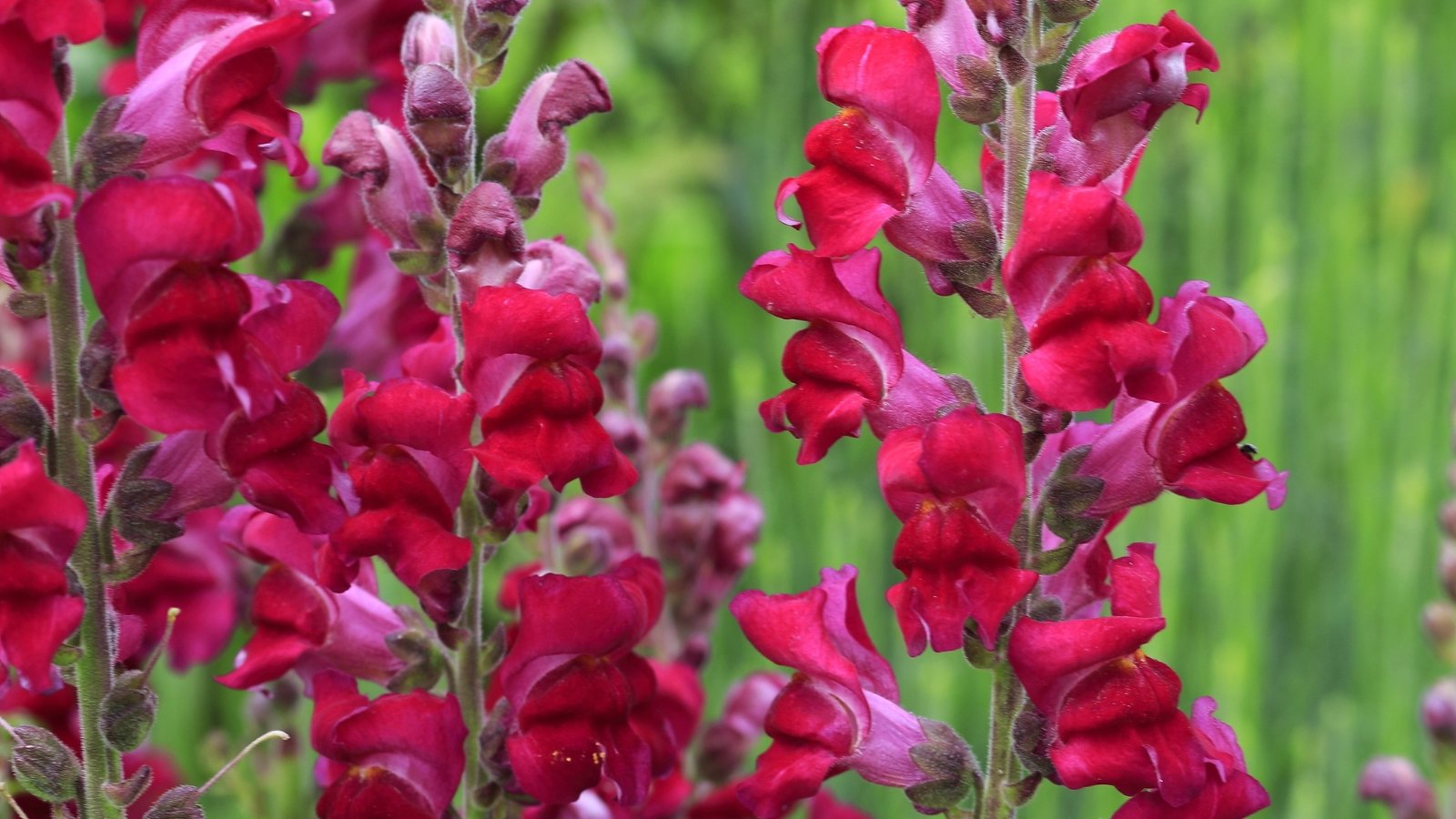 Deep purple tubular flowers with pale yellow throats cluster along upright stems above slender, lance-shaped green leaves, creating a bold vertical display.
