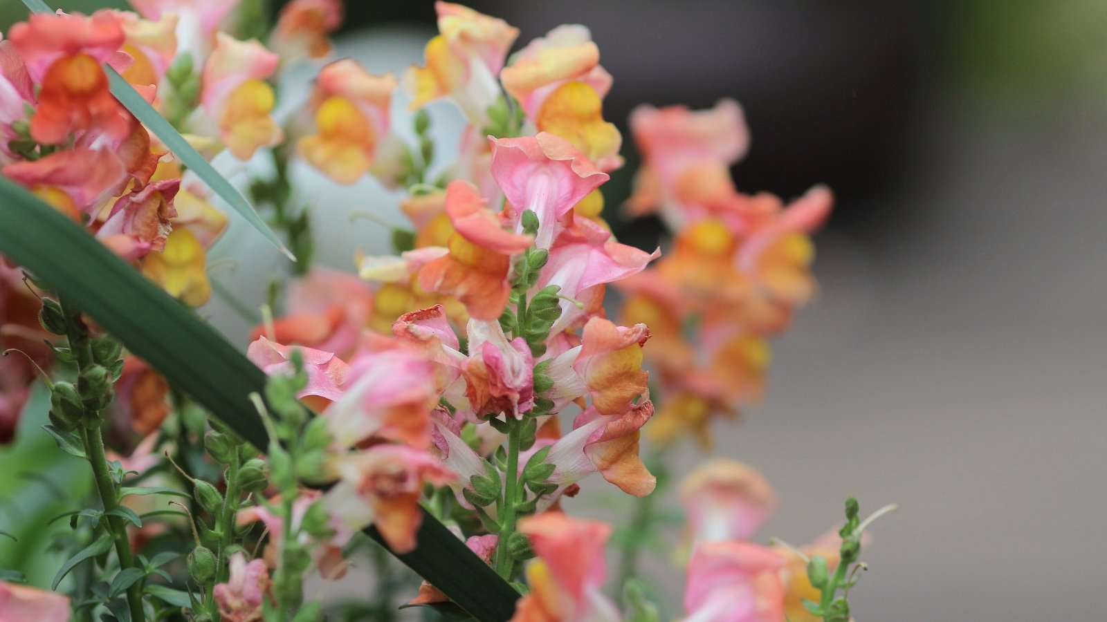 Soft peach tubular flowers with gentle ruffles bloom along compact green stems, accented by small, slender green leaves.