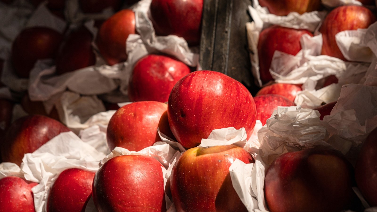 Freshly picked large red-pink apples arranged with white paper between them, stored in a cool, dark place for long-term preservation.
