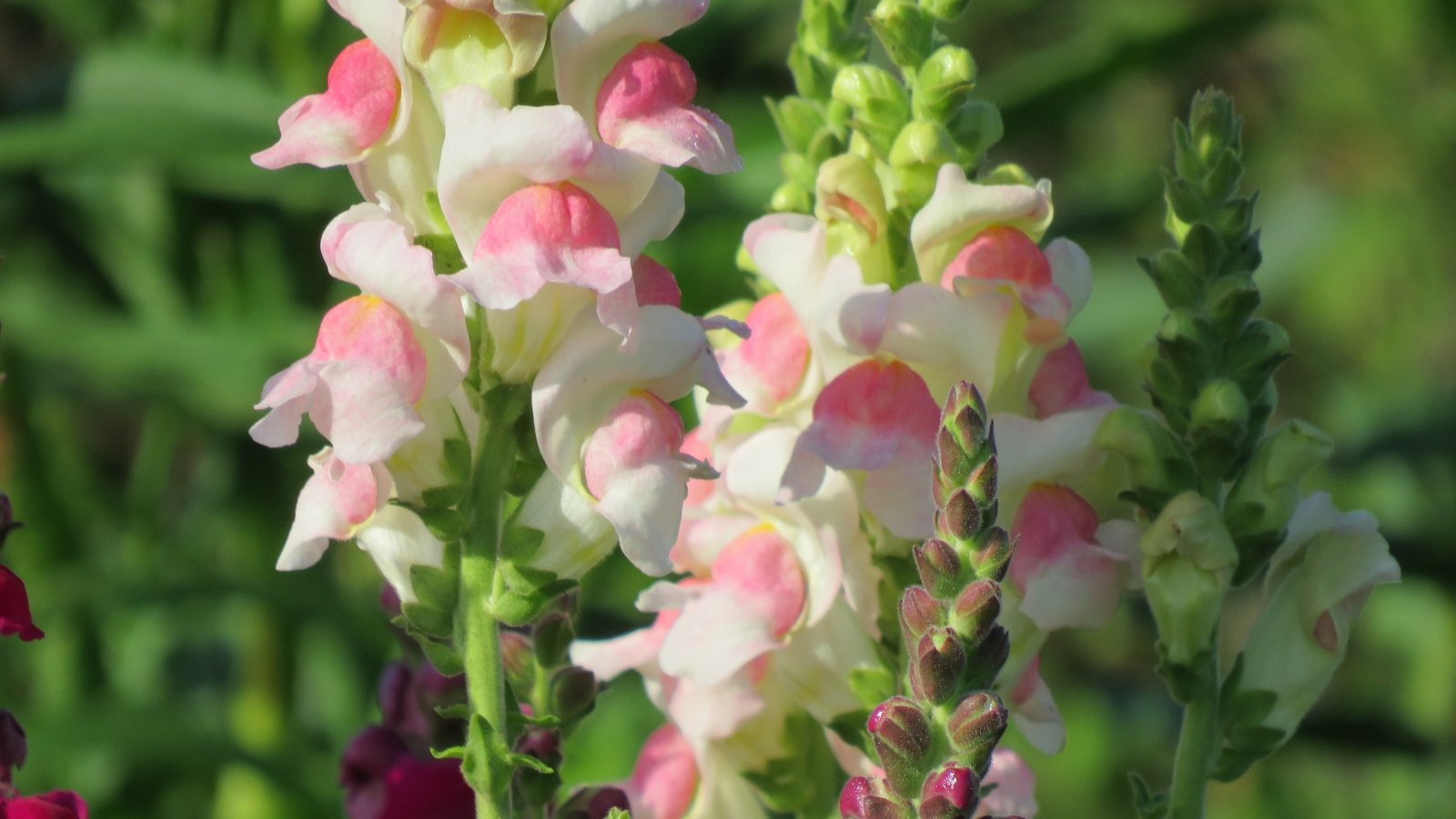Upright stems are adorned with clusters of delicate flowers in soft shades of pink and white, resembling apple blossoms, set against fresh green foliage.