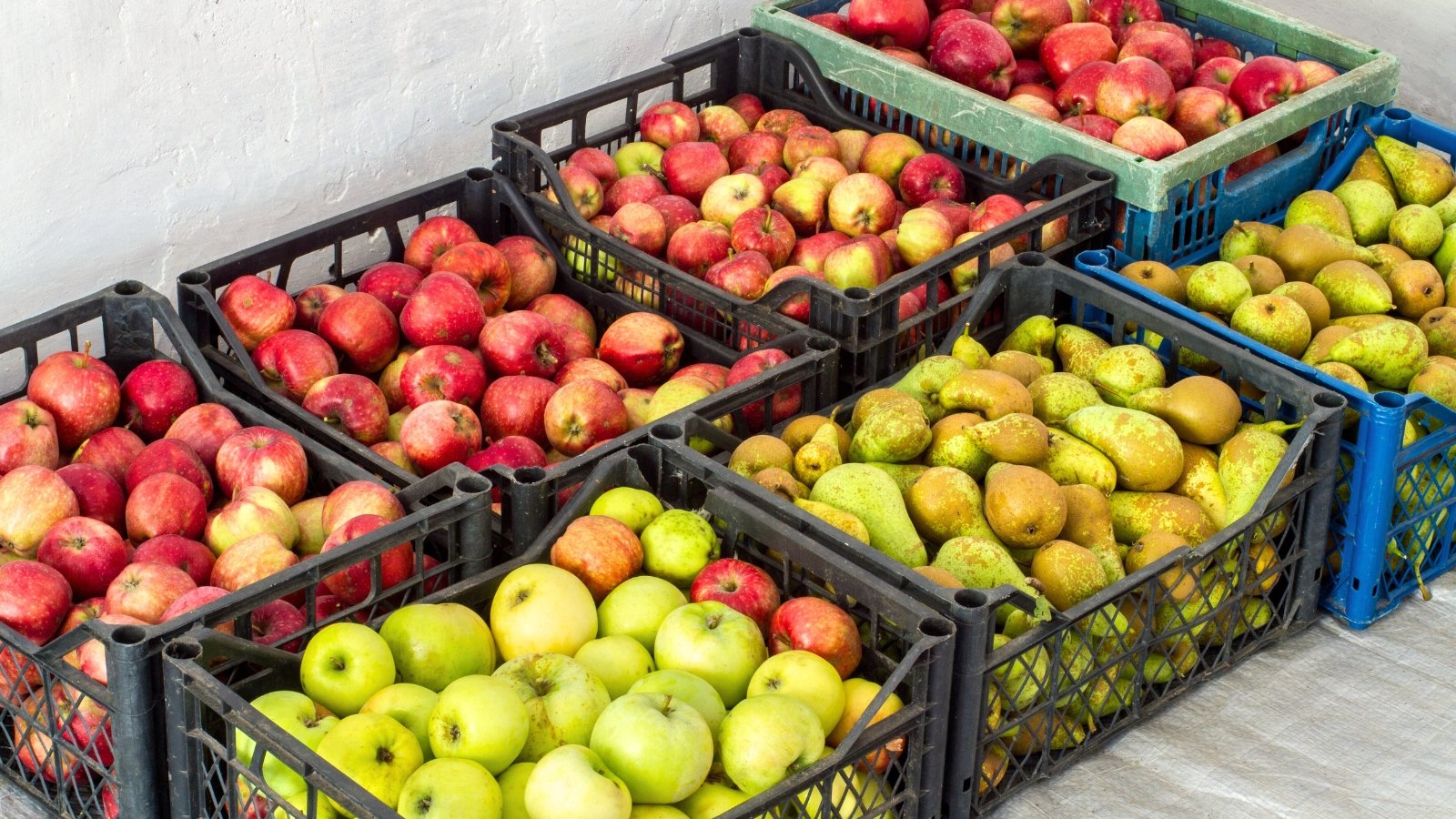 Several black plastic crates filled with a mix of red and green apples and green pears, stacked together.
