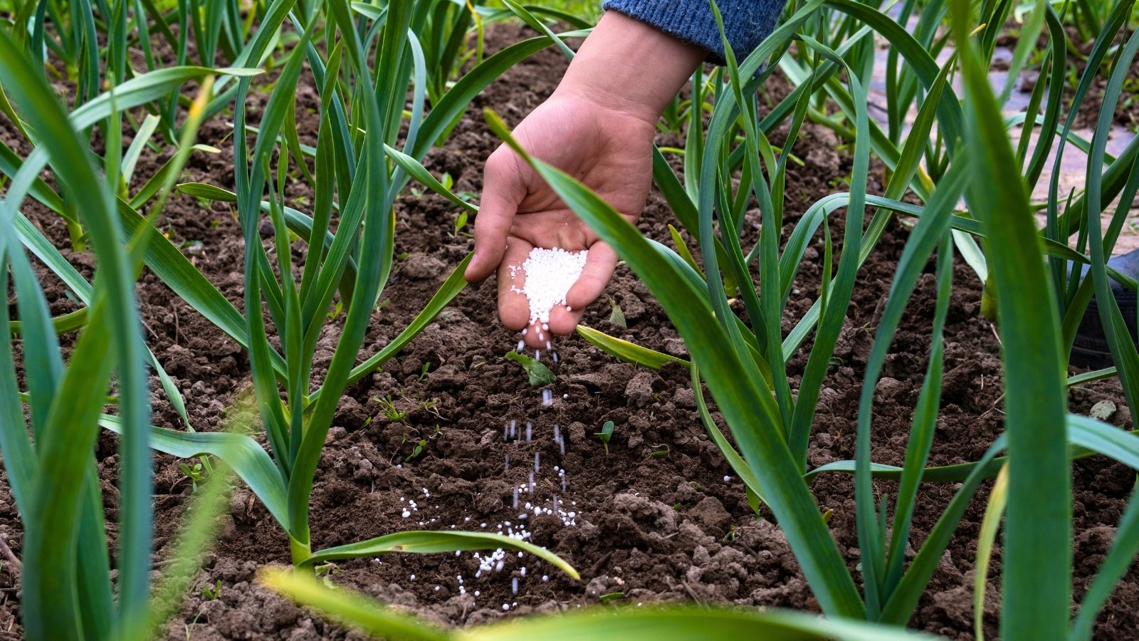 A hand sprinkles granular fertilizer over the soil in a garden bed, where green garlic plants with long, slender leaves stand upright.