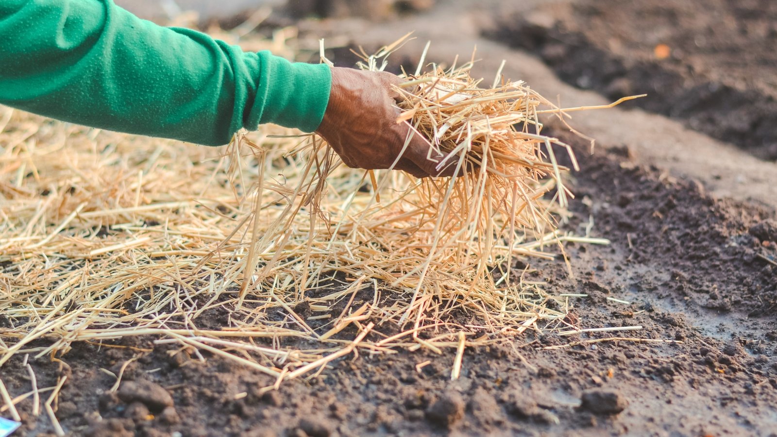 A gardener’s hand spreads golden straw evenly over the soil, creating a protective mulch layer.