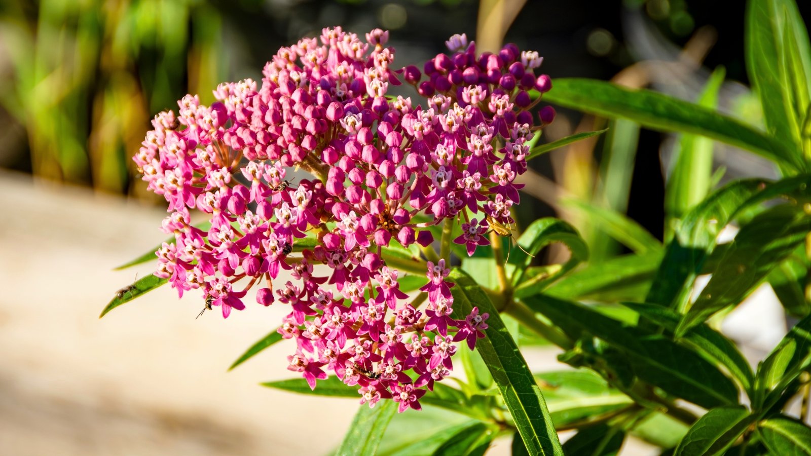 A dense, rounded head of small, star-shaped flowers in shades of deep pink and magenta, emerging from a clump of pointed green leaves.