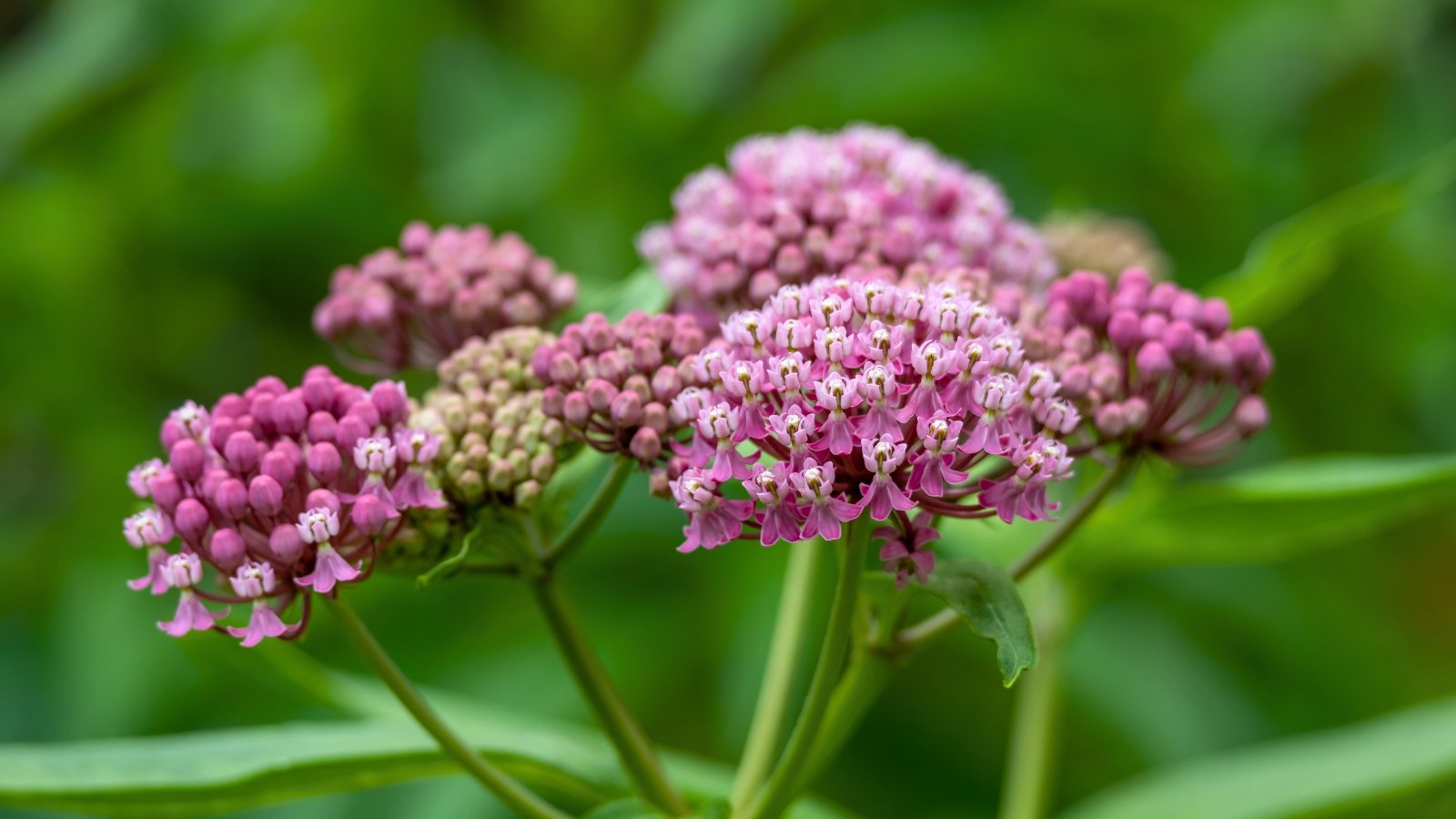 Rounded, domed umbels composed of numerous tiny, intricately structured pink and white flowers emerging from a base of large green leaves.