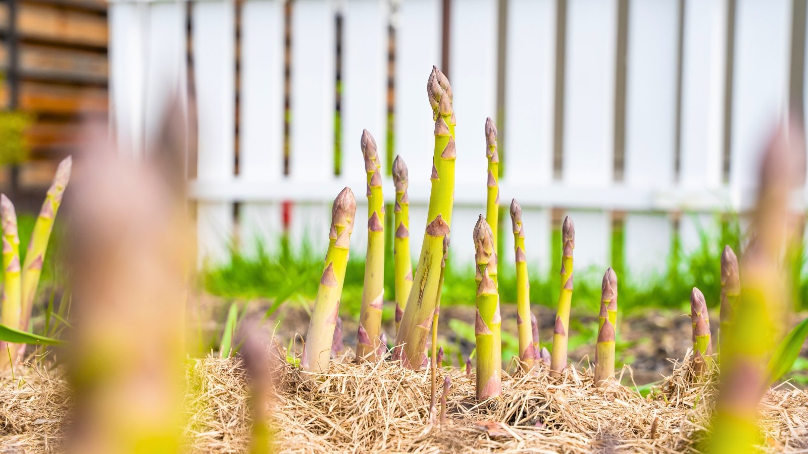 Several smooth, slender, pale green spears with tightly closed, pointed tips emerge vertically from the earth and surrounding dry mulch.