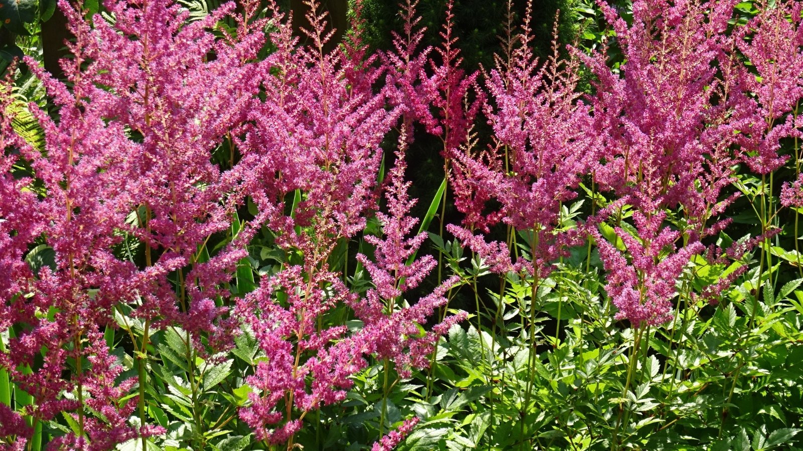 Feathery plumes of bright pink flowers rise above clumps of deeply divided green foliage, creating a striking, airy display in the garden.