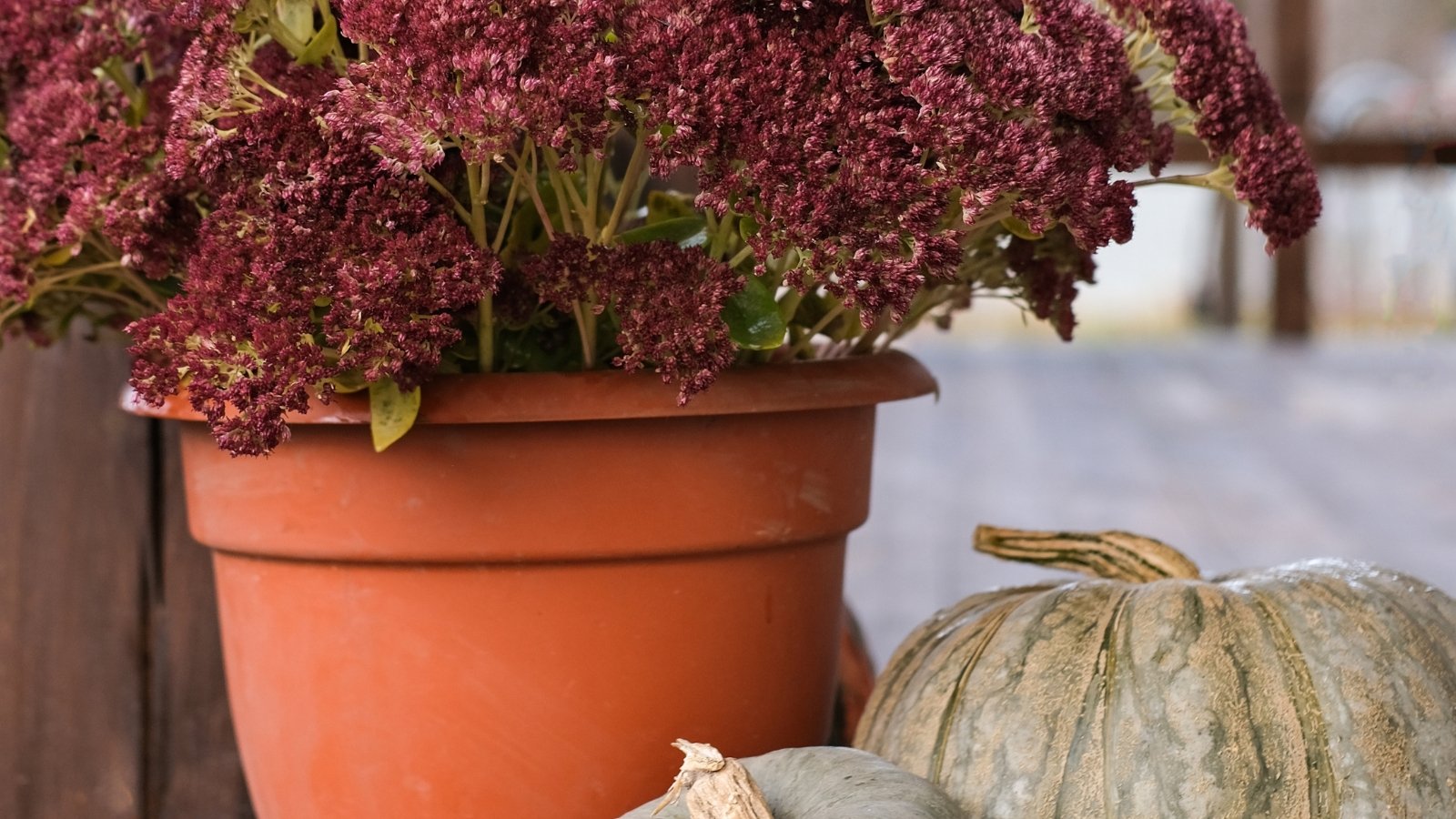 A terracotta pot holds Autumn Joy sedum with clusters of rosy-pink flowers above fleshy green leaves, placed beside two pale green pumpkins for a rustic display.
