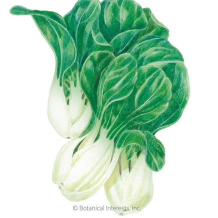 Baby Choi Bok Choy Seeds