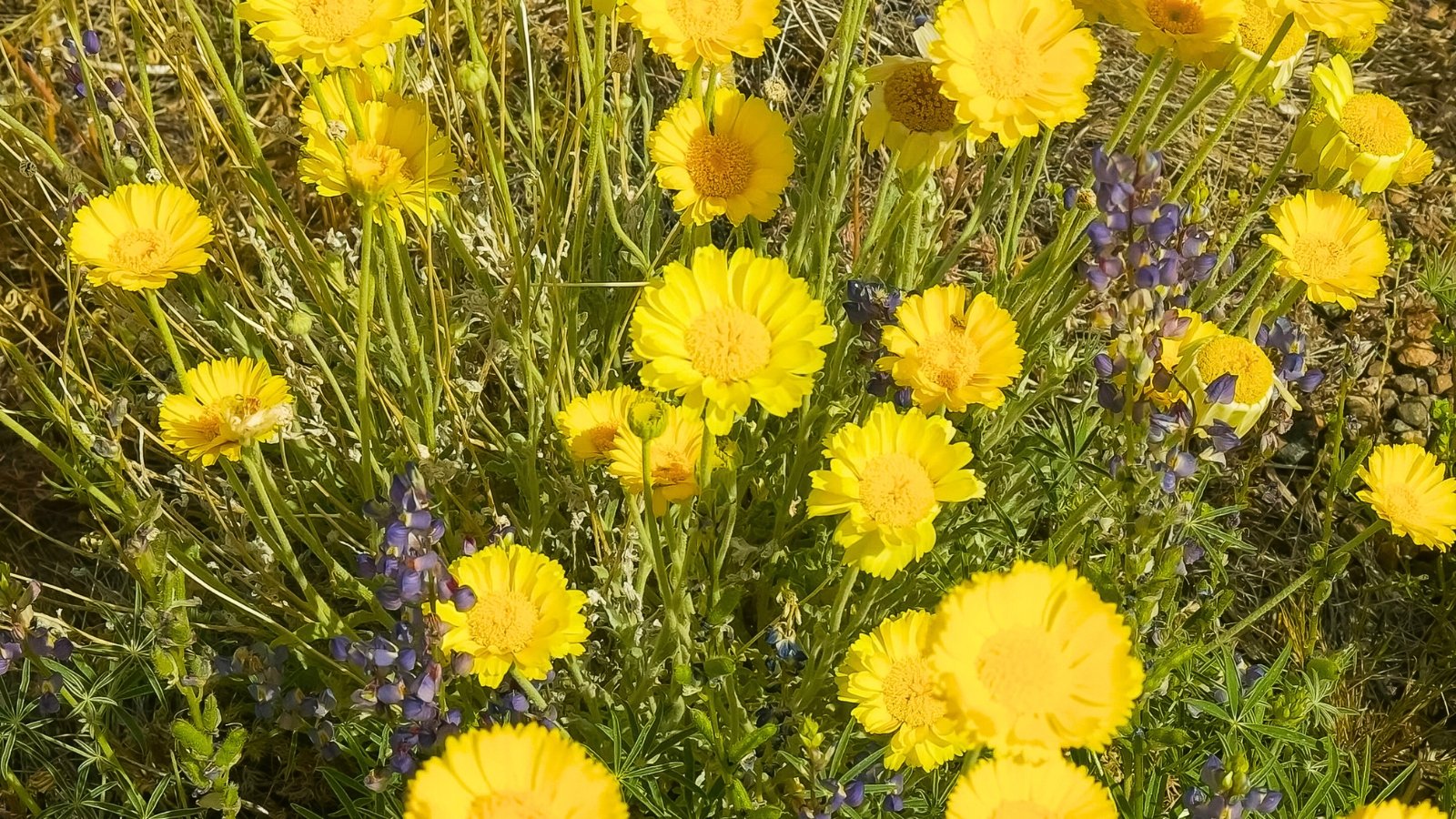 Numerous bright yellow, daisy-like flowers with ruffled ray florets and a fuzzy central disc rise above thin, greenish-white stems.