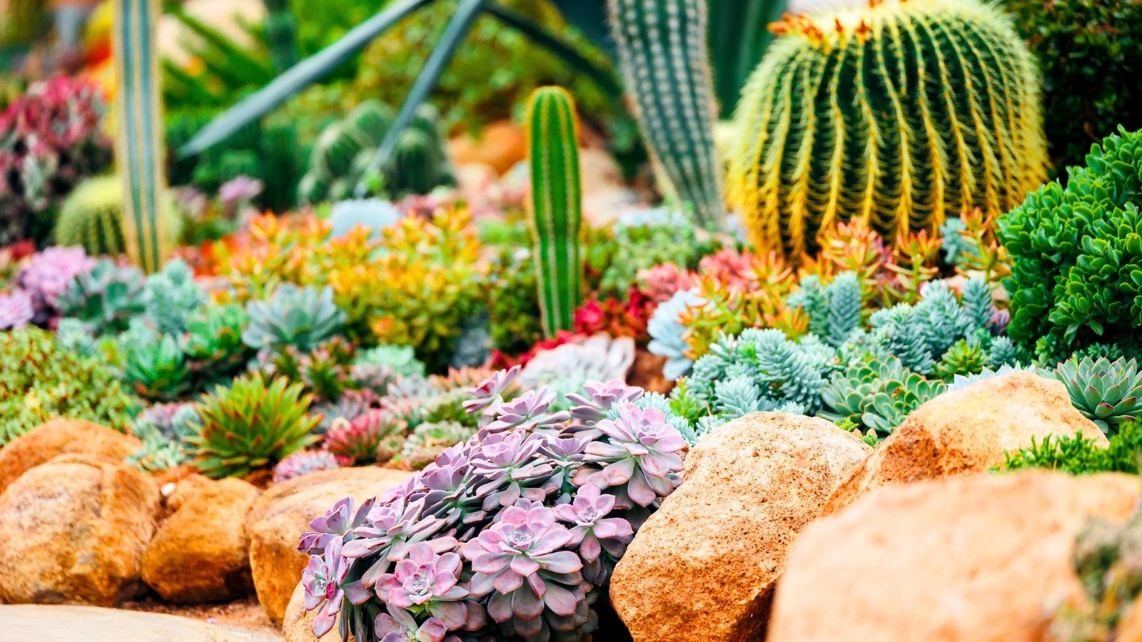 A striking desert landscape features large, heavily ribbed, pale green spheres with yellow spines, surrounded by a carpet of small, fleshy, pastel-colored leaf rosettes.
