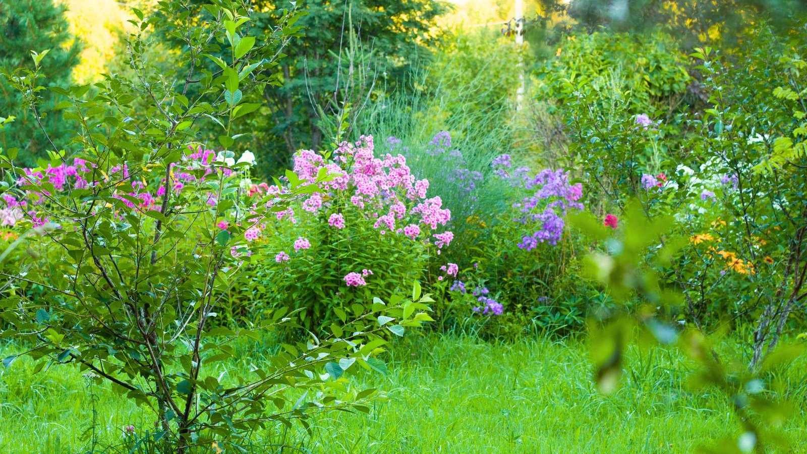 A summer garden displays layered beauty with blooming pink and purple phlox, vibrant black-eyed Susans, and a mix of shrubs and trees, creating a lush, colorful, and textured landscape.