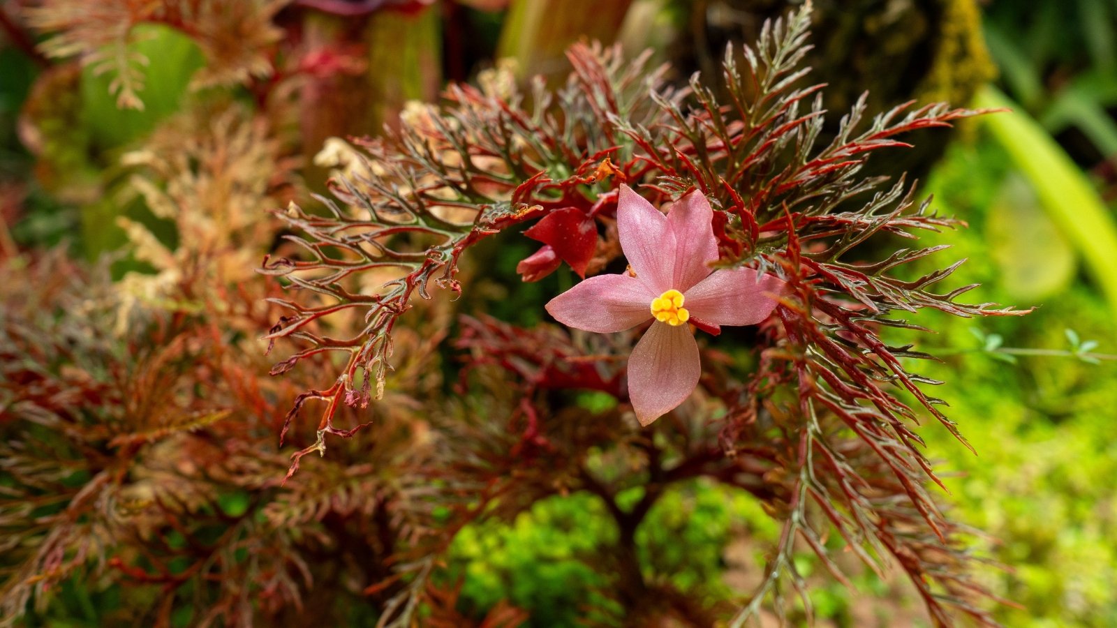Delicate six-petaled pink flowers rise above intricately dissected red-green leaves in a humid terrarium setting.