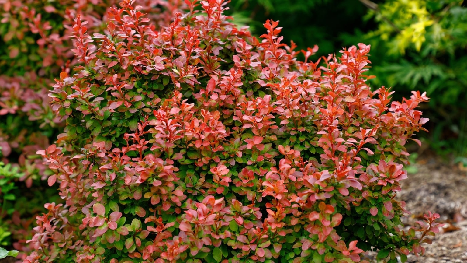 Don’t Plant These 11 Invasive Shrubs in Your Landscape