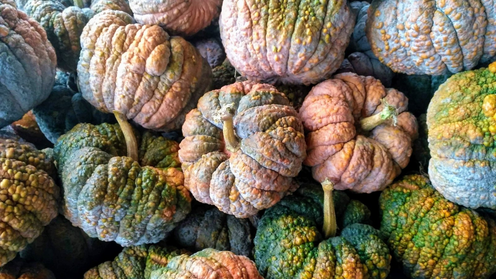A pile of small, squat, pumpkin-shaped squashes with deeply ribbed, bumpy skin in dark green to black tones, some showing hints of warm orange-buff and a slight greyish bloom.