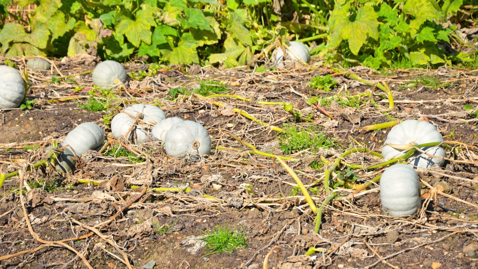 Blue Hubbard squash plants with sprawling vines, dry rough-textured leaves, and withered stems showcase large blue-gray fruits ready for harvest in the vegetable patch.