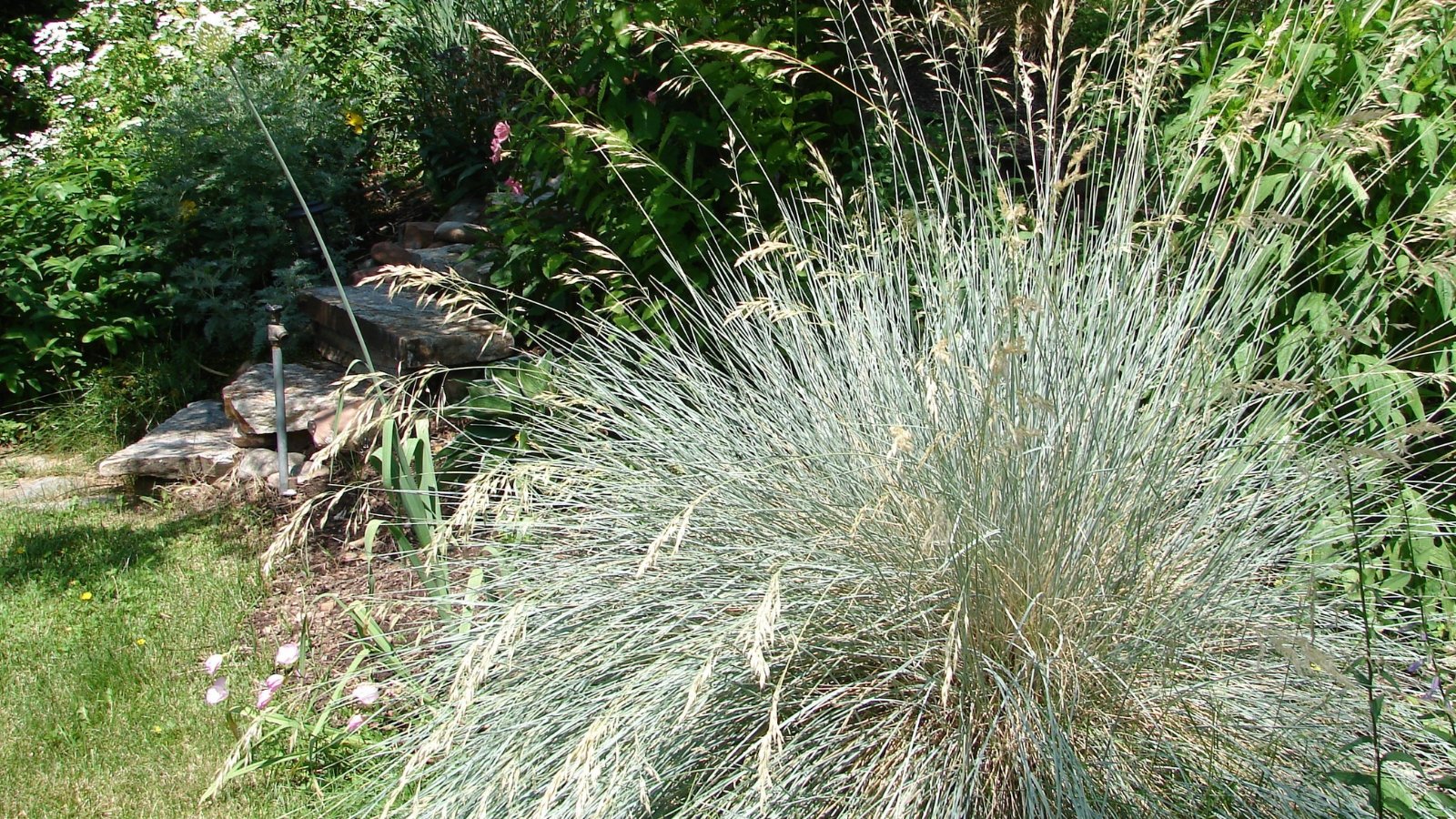 Tufts of narrow, blue-gray leaves with tall, wispy flower stalks rising above the clump.
