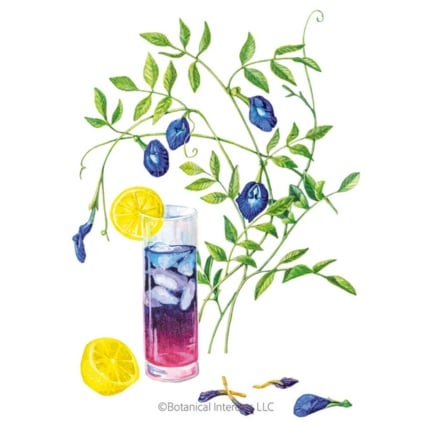Blue Tea Butterfly Pea Seeds