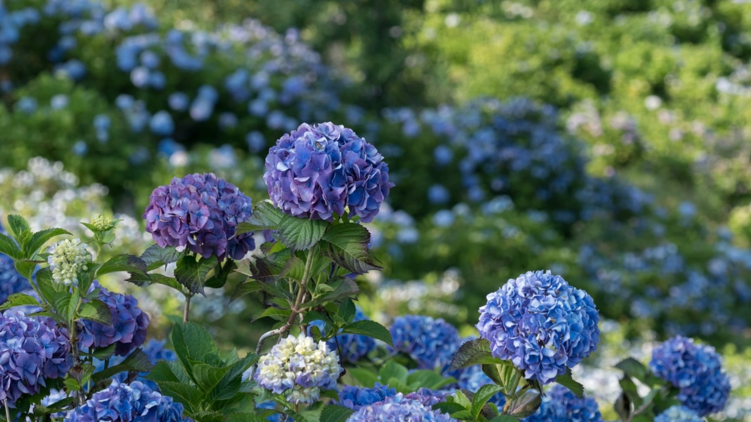 How to Design a Blue Garden