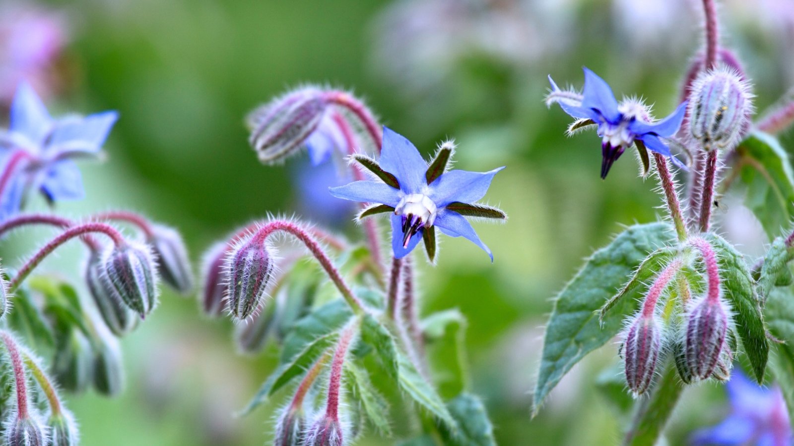 Small, star-shaped flowers with five pointed, bright blue petals and a prominent dark center, surrounded by fuzzy green buds and leaves.