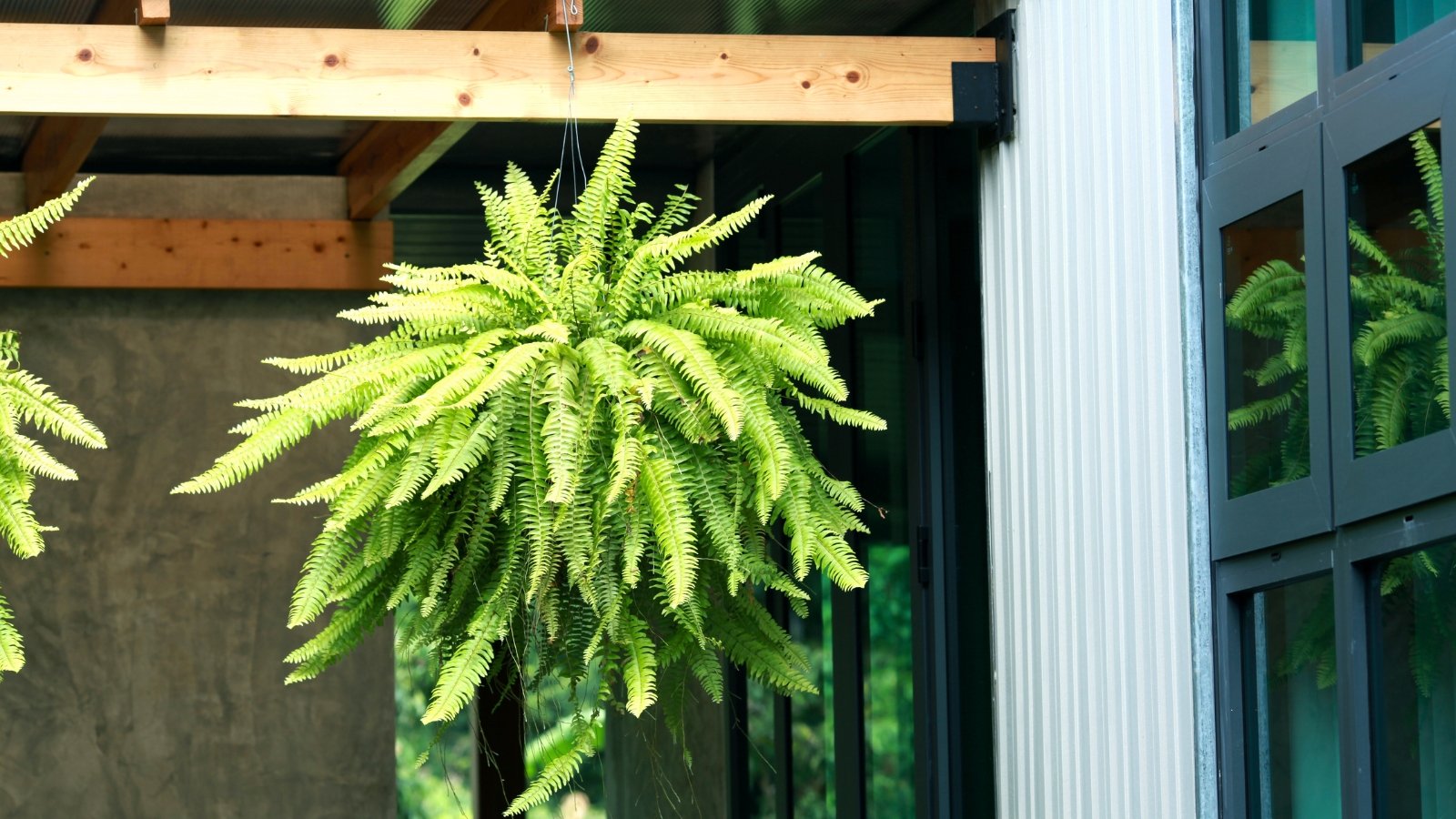 A potted fern hangs from the roof outside, its dense, arching green fronds cascading downward over the sides of the pot.