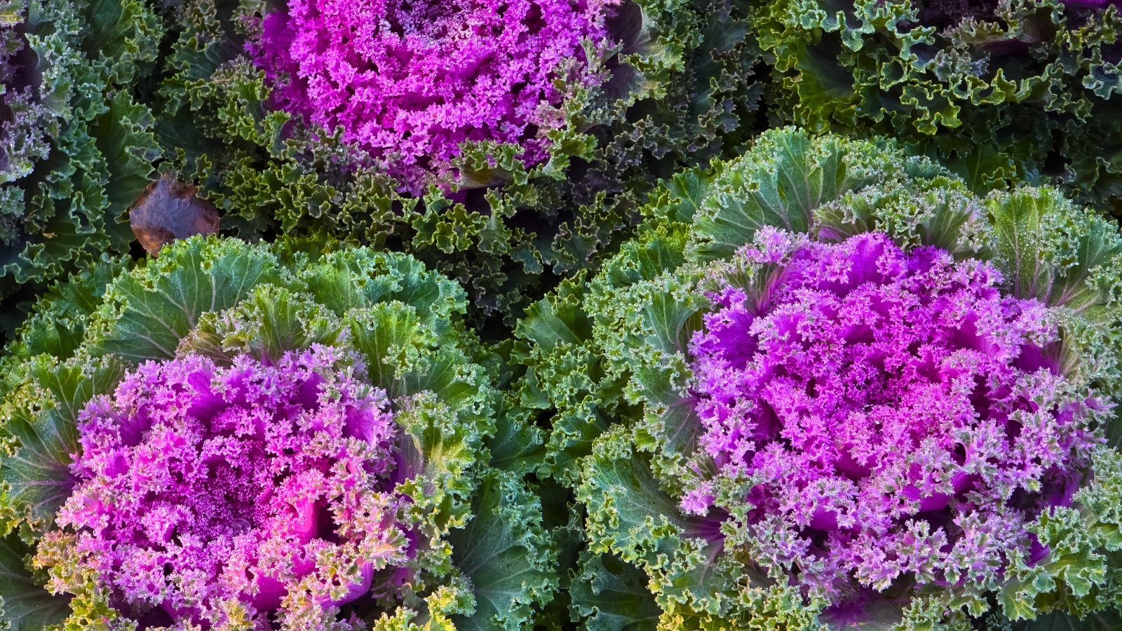 Large, dense heads of ruffled foliage displaying a vibrant purple-pink center that transitions to deep green on the outer, highly curled edges.